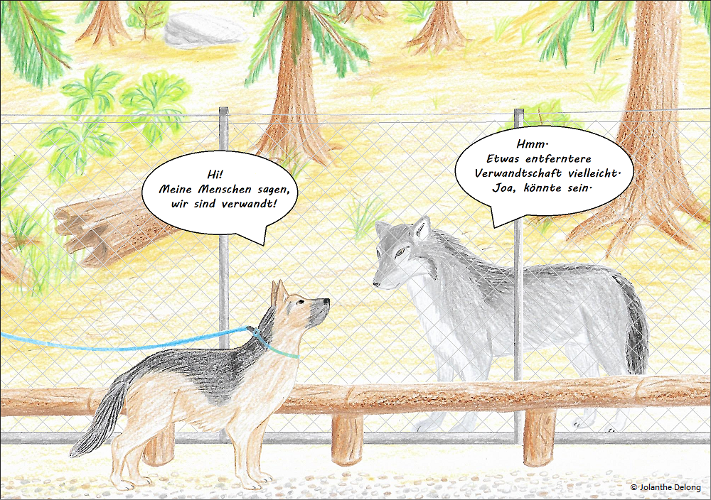 Comic-Bild Nr. 2 zum Comic Nr. 2 „Von Wölfen und Hunden“. Es ist eine Zeichnung und zeigt einen Wolf im Gehege und einen Deutschen Schäferhund, der davor steht. Urheberin: Jolanthe Delong