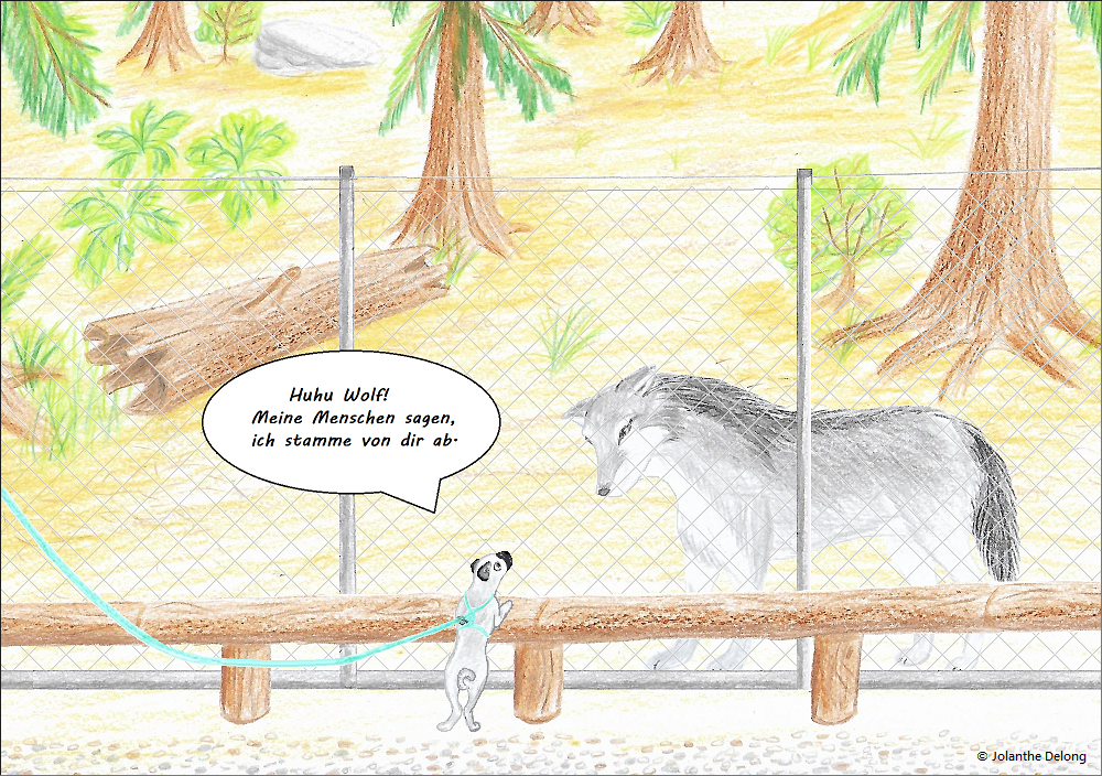 Comic-Bild Nr. 3 zum Comic Nr. 2 „Von Wölfen und Hunden“. Es ist eine Zeichnung und zeigt einen Wolf im Gehege und einen Mops, der davor steht. Urheberin: Jolanthe Delong